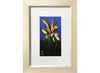 Strelitzia Study